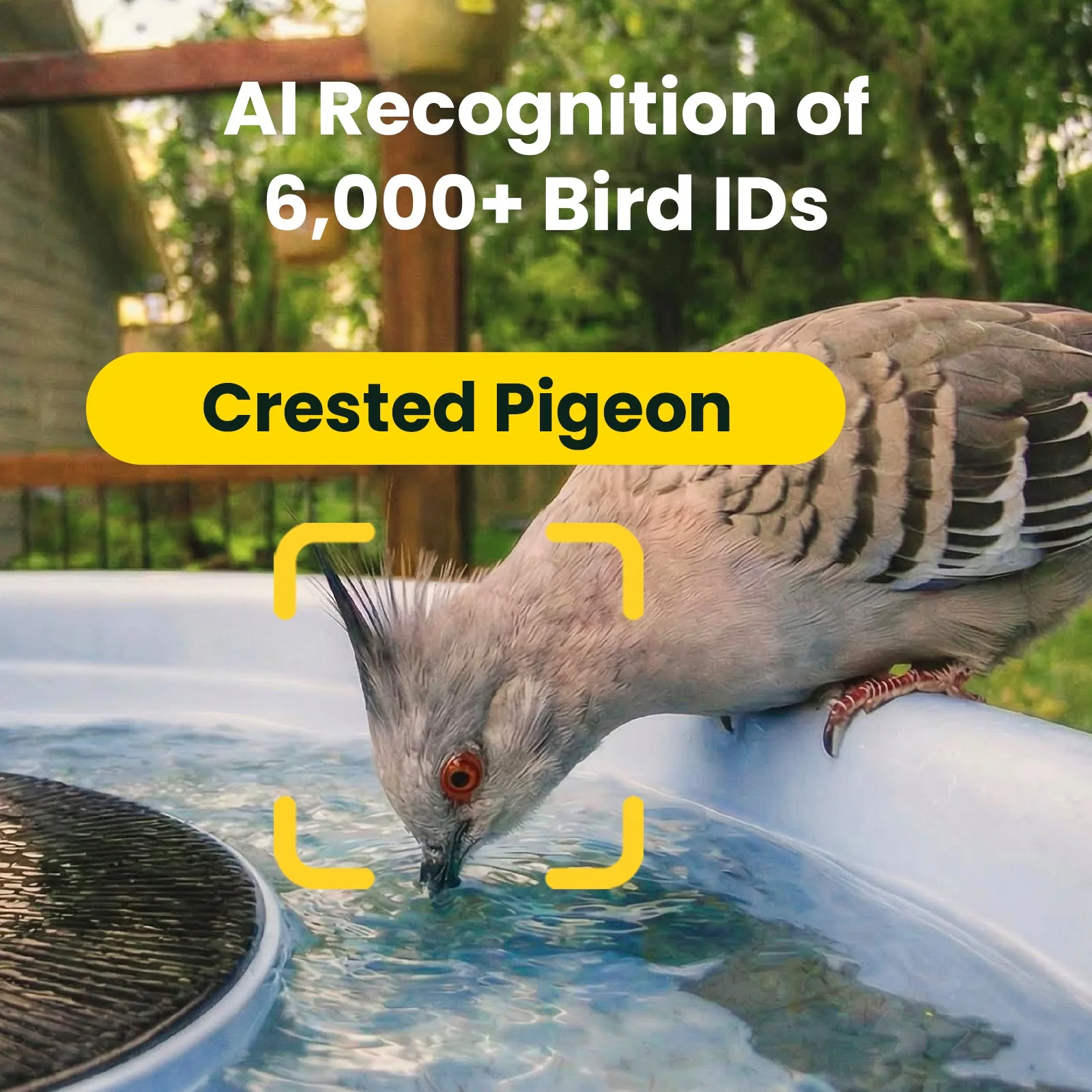 Birdfy Bath Pro AI Lifetime
Free - Image 3