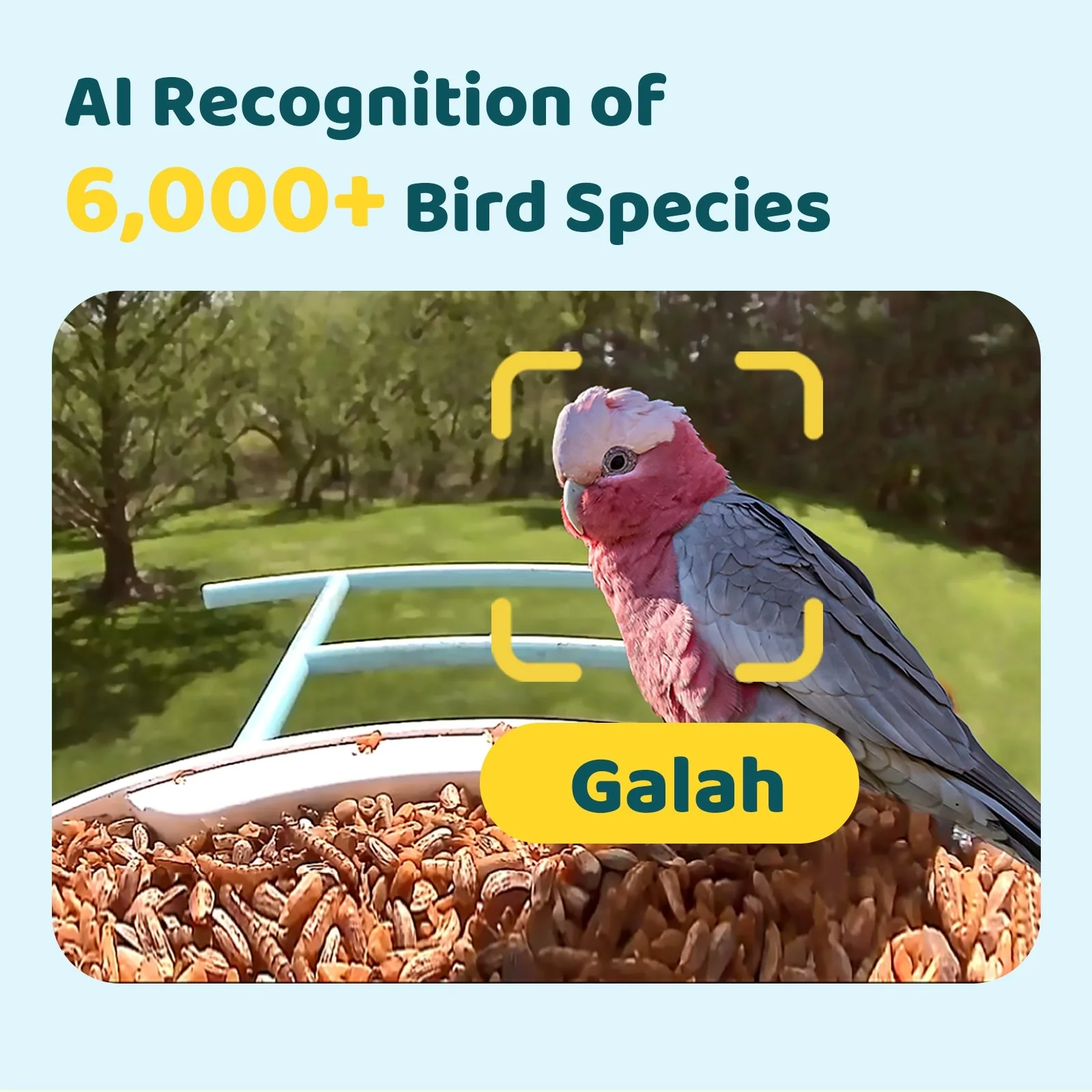 Birdfy Feeder AI Lifetime Free with Solar (Blue) - Image 4