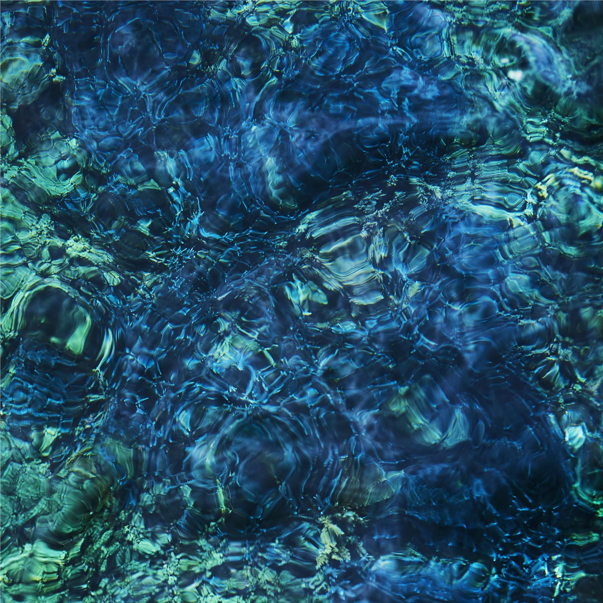 Luminescent Creatures - Image 2