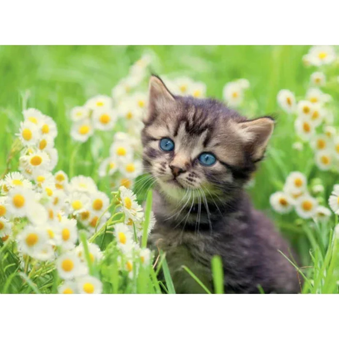 Ravensburger 500pc Cats Photo Puzzle - Image 2